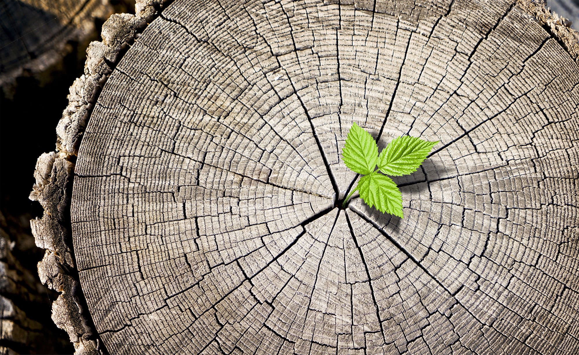 Close-up of a tree stump with a small green plant sprouting from its centre, symbolising renewal and growth.