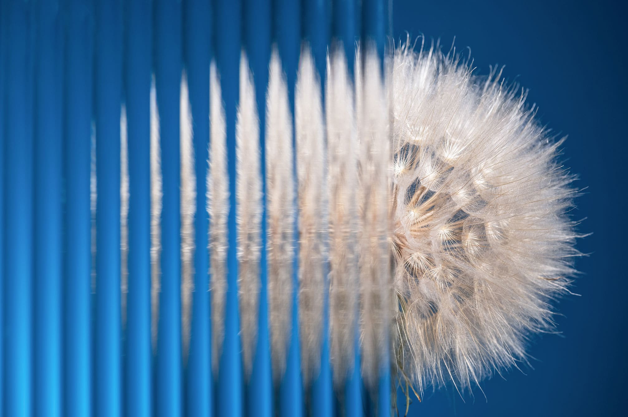 Dandelion behind glass