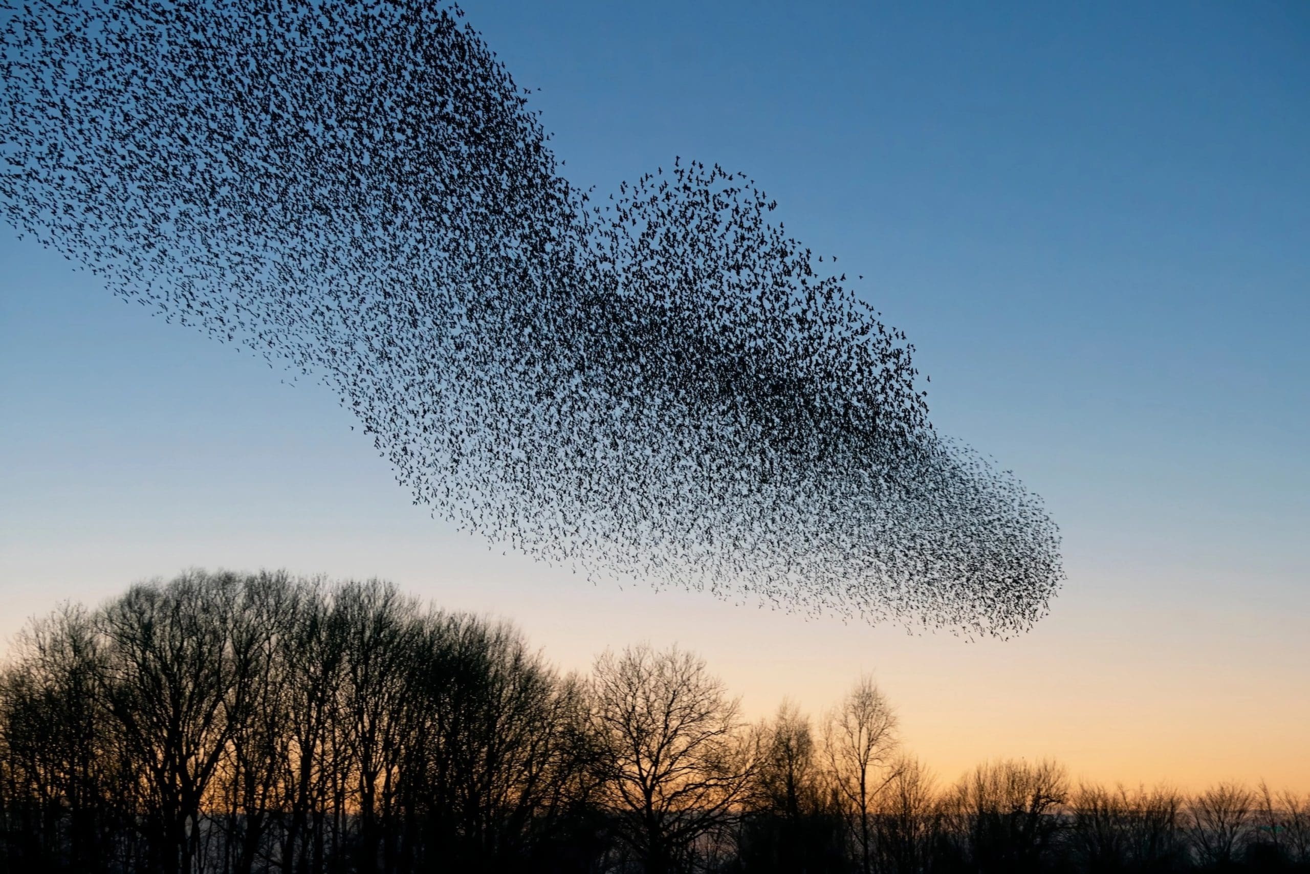 A flock of birds flying over a winter landscape